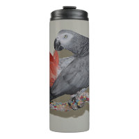 Congo African Grey Parrot Tail Preening