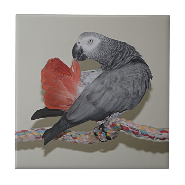 Congo African Grey Parrot Tail Preening Tile (Front)