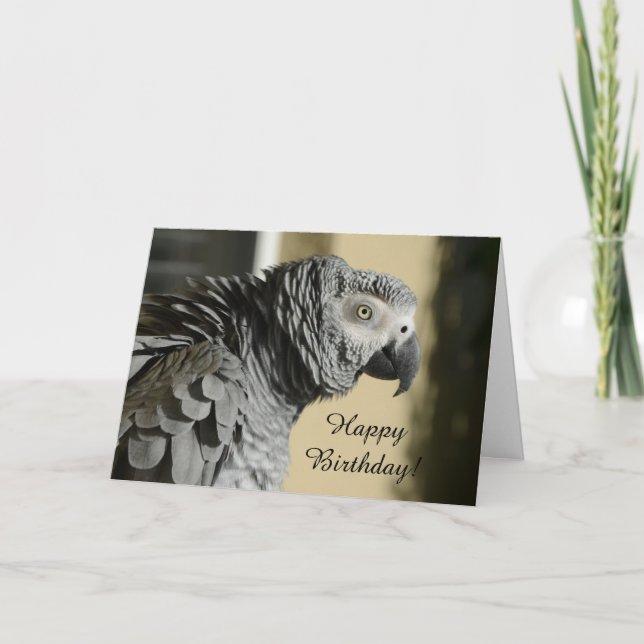 Congo African Grey Parrot with Ruffled Feathers Card (Front)