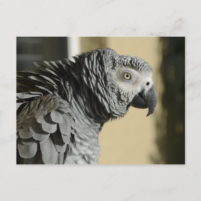 Congo African Grey Parrot with Ruffled Feathers Postcard (Front)