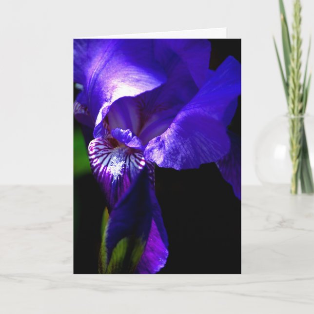 Congratulations!! card with Iris (Front)