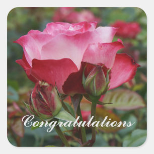 Congratulations Cherry Parfait Rose #1-2 Square Sticker