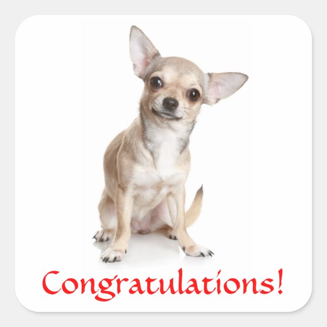 Congratulations Chihuahua Puppy Sticker (Front)