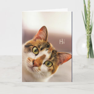Congratulations! Cute Cat Kitten Animal Funny Card