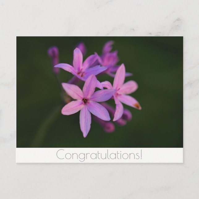 Congratulations Flowers Postcard (Front)