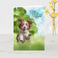 Congratulations reBARKable Brittany Spaniel Dog