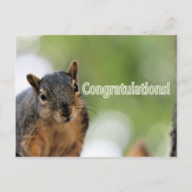 Congratulations squirrel postcard (Front)