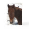 Congratulations - TWH Walking Horse - Western