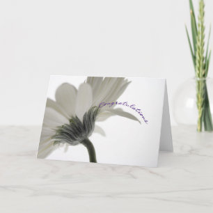 Congratulations - white gerbera daisy card