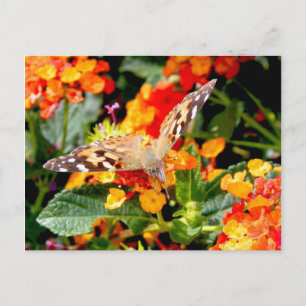 Congress Painted Lady (Vanessa cardui) Postcard