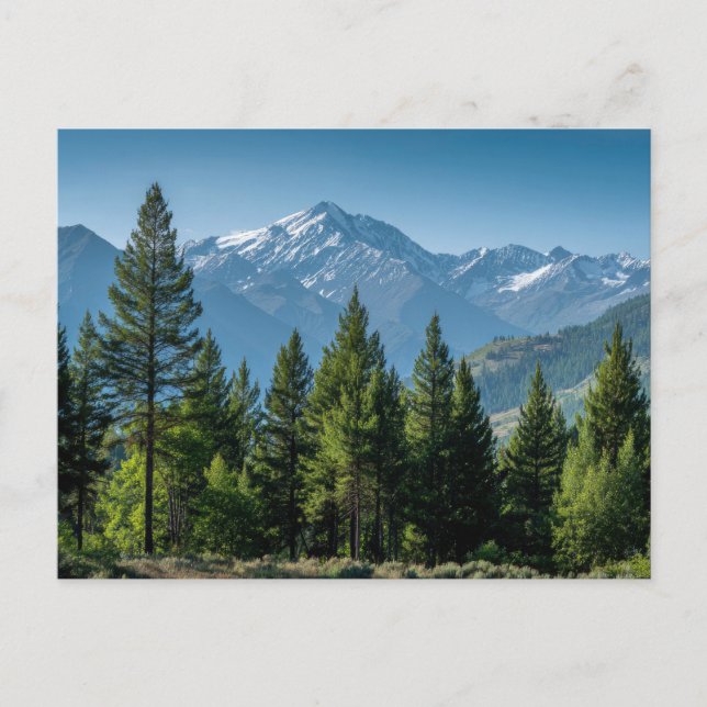 Coniferous Trees with Mountain Background Postcard (Front)