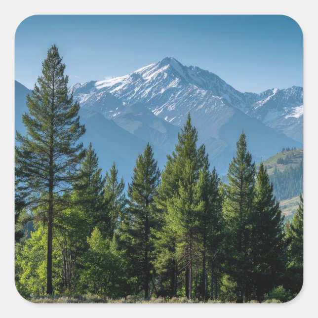 Coniferous Trees with Mountain Background Square Sticker (Front)