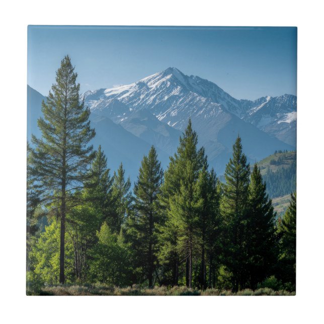 Coniferous Trees with Mountain Background Tile (Front)