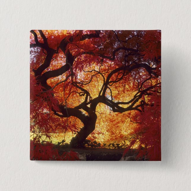 Connecticut: Darien, Japanese maple 'Acer 2 Inch Square Button (Front)