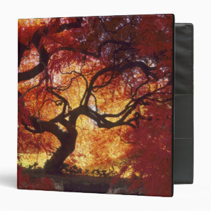 Connecticut: Darien, Japanese maple 'Acer Binder