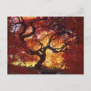 Connecticut: Darien, Japanese maple 'Acer Postcard