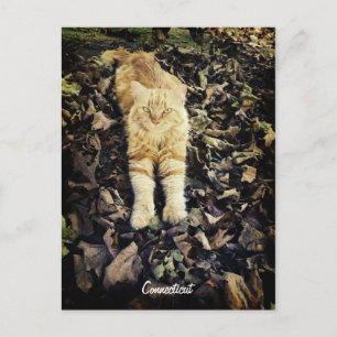 Connecticut Kitty Postcard