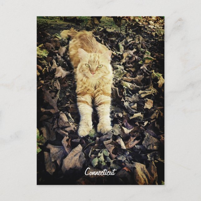 Connecticut Kitty Postcard (Front)