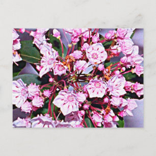 Connecticut Mountain Laurel Postcard