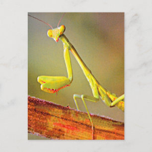 Connecticut Praying Mantis Postcard