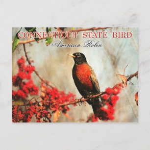 Connecticut State Bird - American Robin Postcard