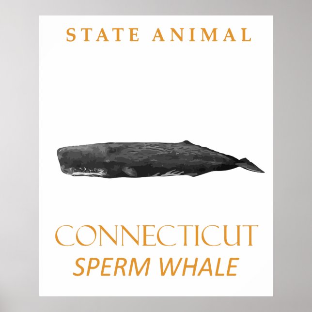 Connecticut Territory Animal Physeter macrocephalu Poster (Front)