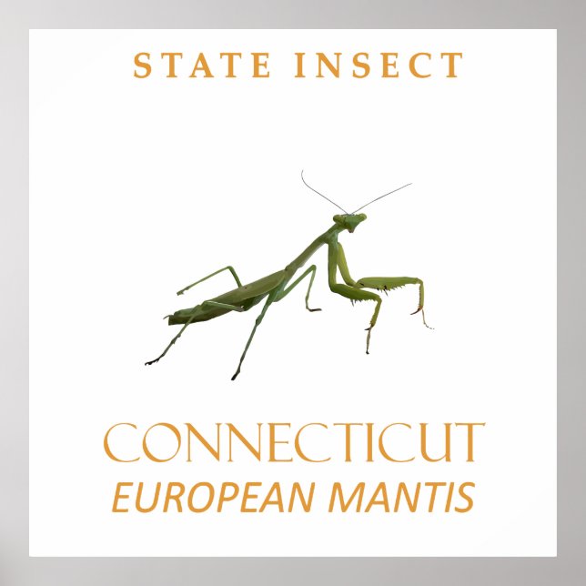 Connecticut Territory Insect The Praying Mantis Poster (Front)