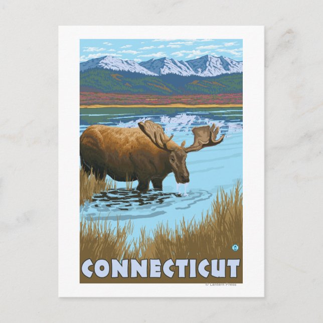 ConnecticutMoose Drinking in Lake Postcard (Front)