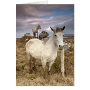 Connemara Ponies. Card by cARTerART