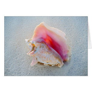 Conque Shell de la Reine sur la plage des Bahamas