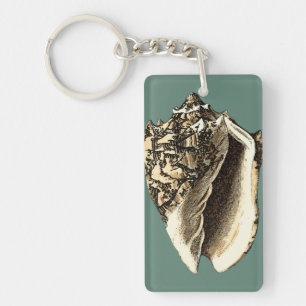 Conque turquoise Shell