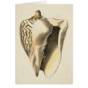 Conque vintage Shell de sépia