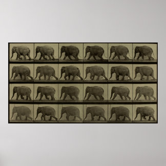 Consecutive Images of an Elephant Walking Print