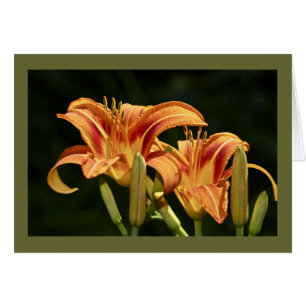 Consider The Lilies Of The Field