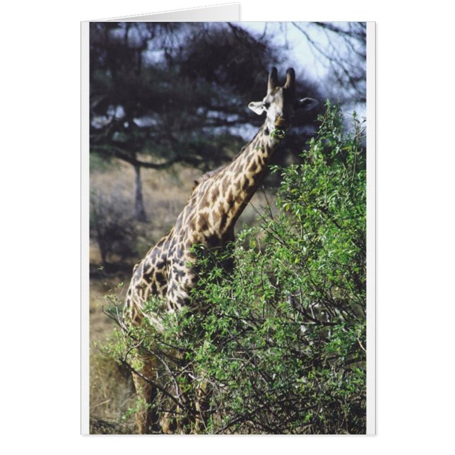 Consommation de masai de Twiga (girafe de masai) (Devant)