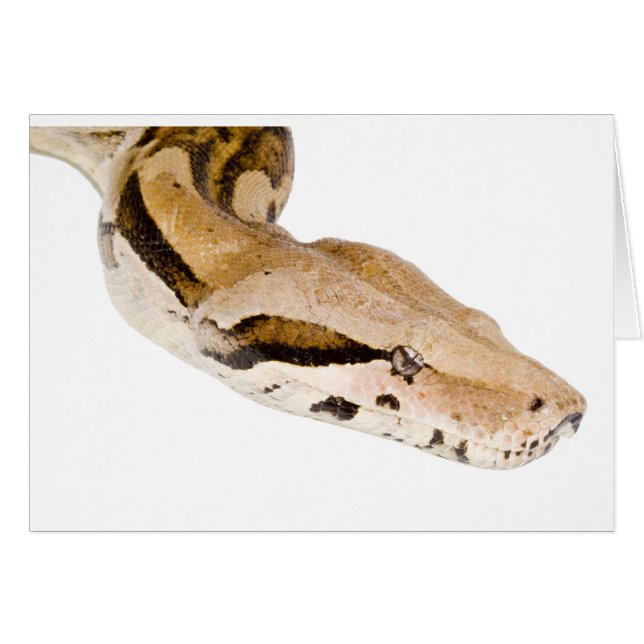 Constricteur de boa (Devant horizontal)