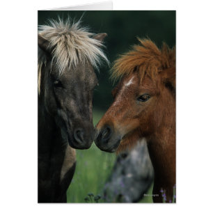Contact miniature de chevaux