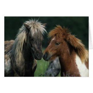 Contact miniature de chevaux