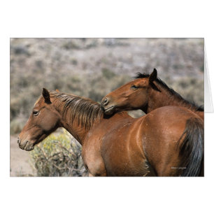 Contact sauvage de chevaux de mustang