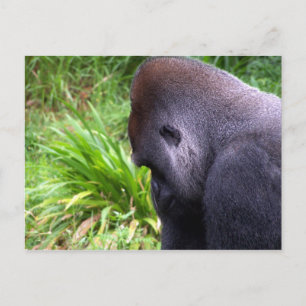 Contemplation Postcard