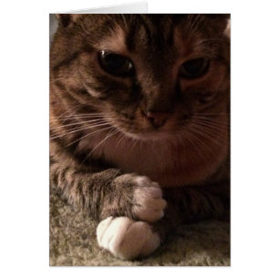 Contemplative Cat, card