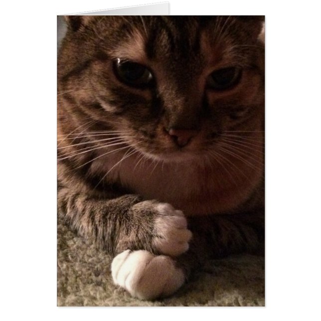 Contemplative Cat, card (Front)