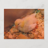Contemplative Chick