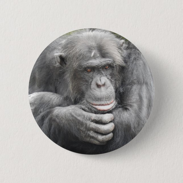 Contemplative Chimpanzee 2 Inch Round Button (Front)