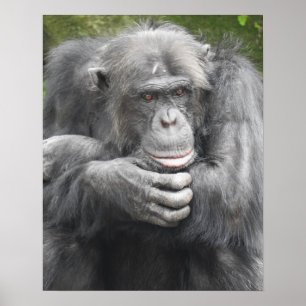 Contemplative Chimpanzee Poster