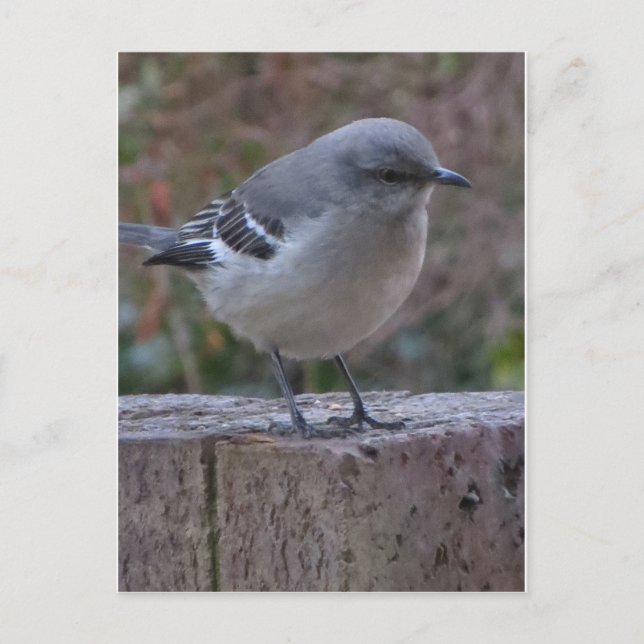 Contemplative Mocking Bird Postcard (Front)