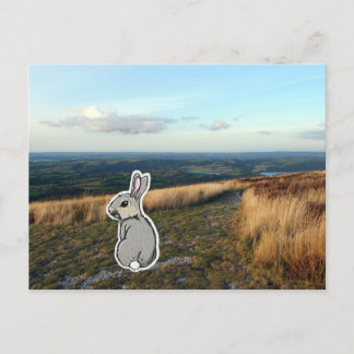 Contemplative Rabbit (color) Postcard
