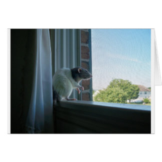 Contemplative Rat