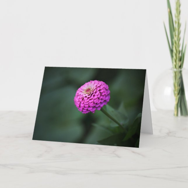 Contemplative Zinnia Note Card (Front)