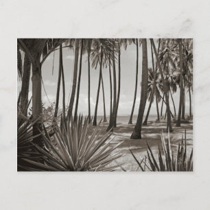 Contemporary Caribbean Palm Trees Black and White Postcard